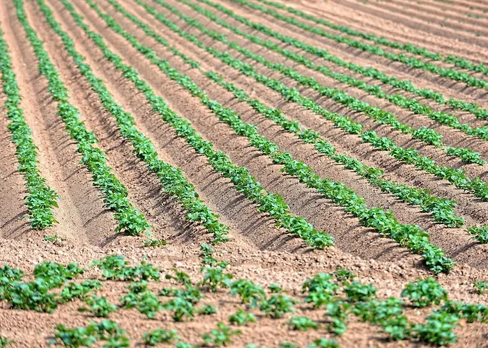 Chalet-apartement In Ehemaliger Hofraite Apartment